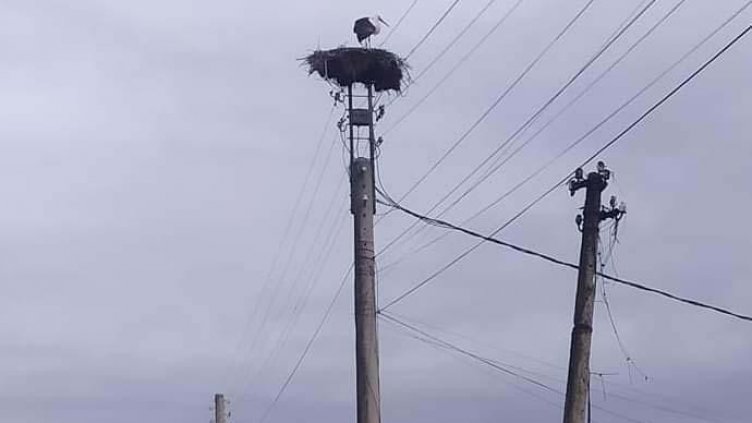 Чудо: В Родопите долетя първият щъркел
