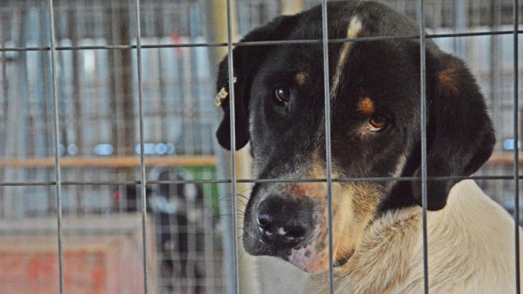 Правят нов приют за кучета в Звездица