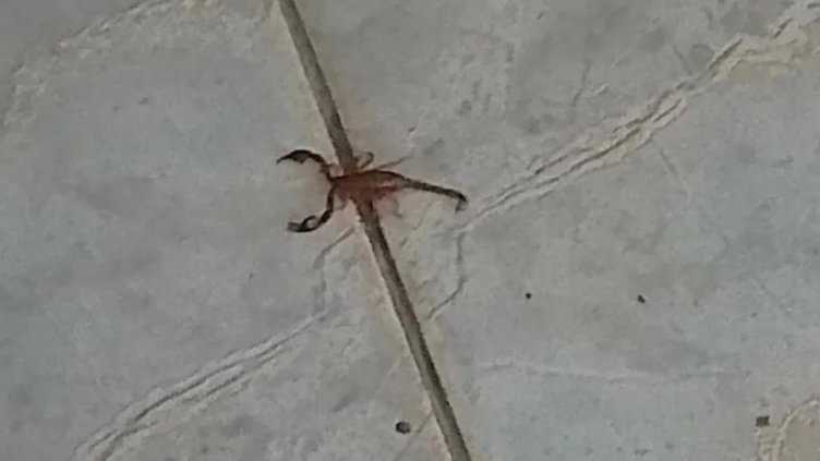 Паника! Нашествие от скорпиони в роден черноморски град (СНИМКИ)