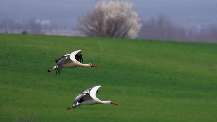 Щъркелите пристигнаха край Варна (СНИМКИ)