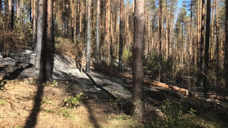 47 горски пожара за година във Варненско и Добричко