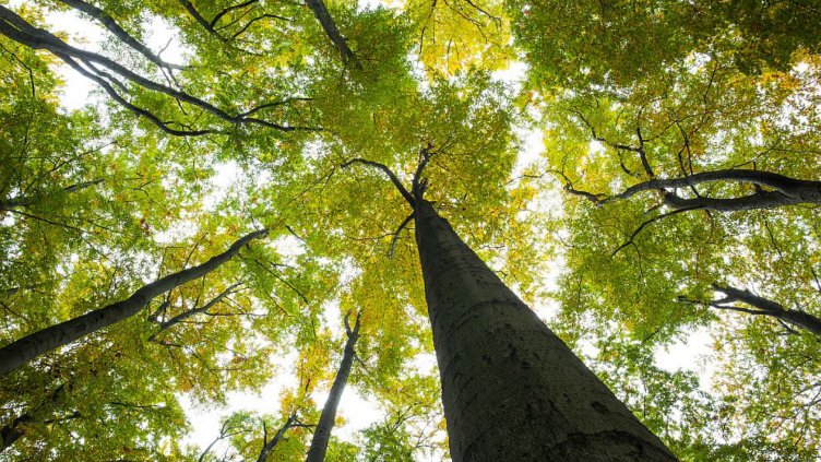 77-годишен оцеля 5 дни без храна в Балкана