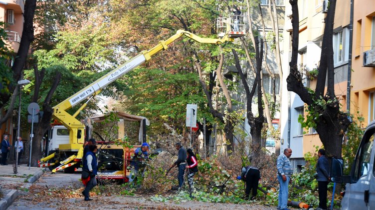 Санитарна сеч бе извършена на ул. "Македония" във Варна