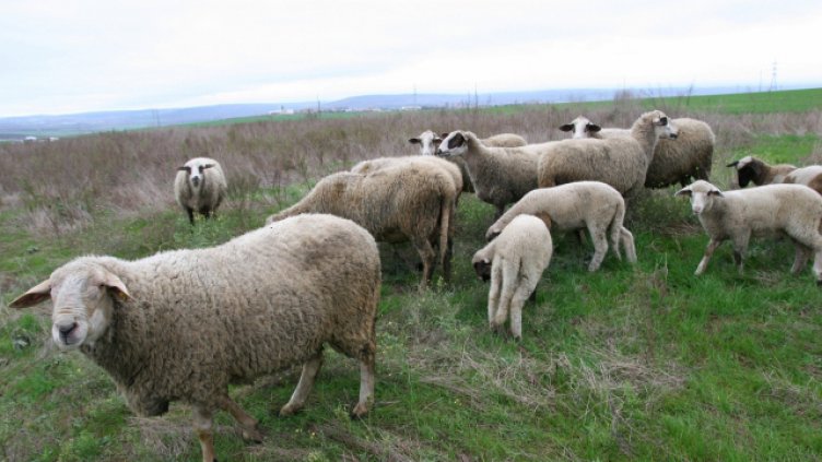 Съмнения за чума в две стада се появи и в Благоевградско