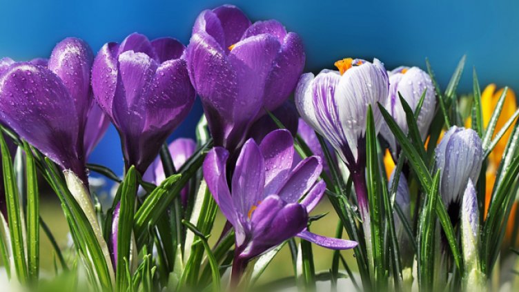 До 390 лв./дка инвестиции за производство на шафранов минзухар