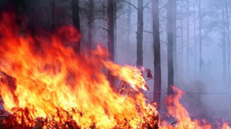 Голям пожар гори край Бобошево