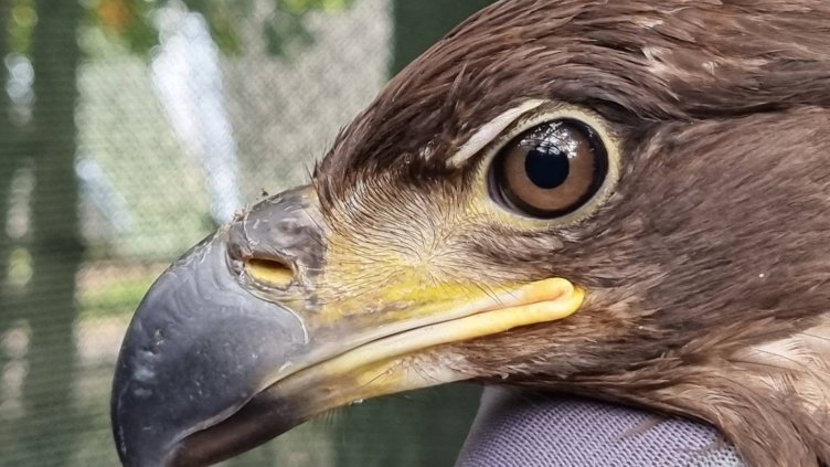 Излекуваха успешно морски орел и го пуснаха обратно в природата