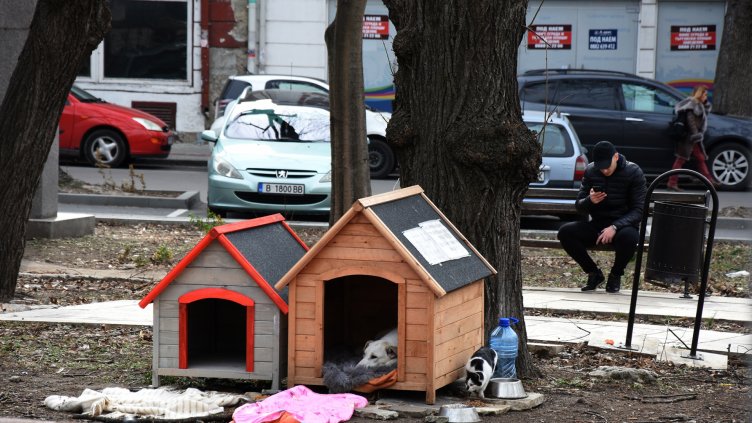 Варненка постави къщички за кучета в центъра на Варна (СНИМКИ)