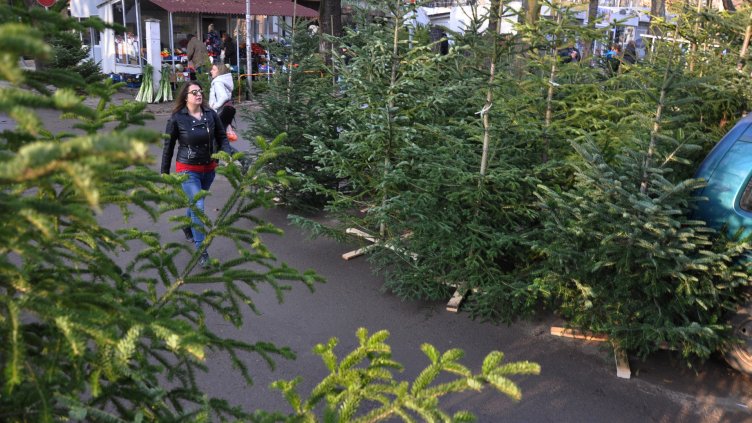 На иглолистни горички заприличаха тротоарите около „Чаталджа“ във Варна