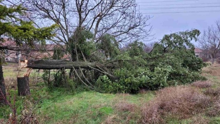 Да отрежеш 17-метрова елха, за да украсиш дома си с върха й СНИМКИ