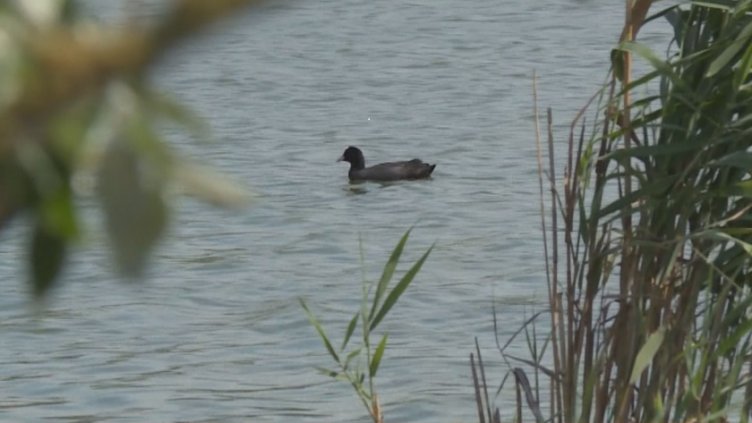 3 октомври е Европейският ден на птиците