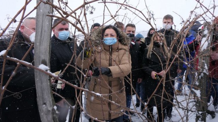 60 млн. лв. помощ получил през 2020 г. лозаро-винарският сектор 