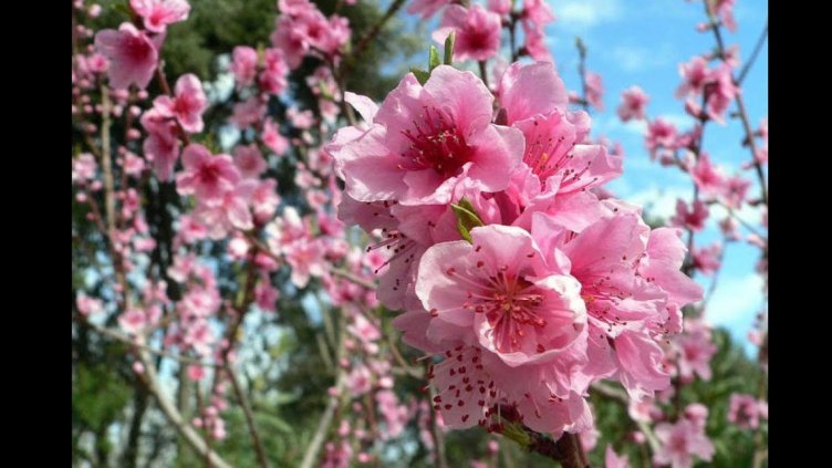 Астрономическата пролет дойде