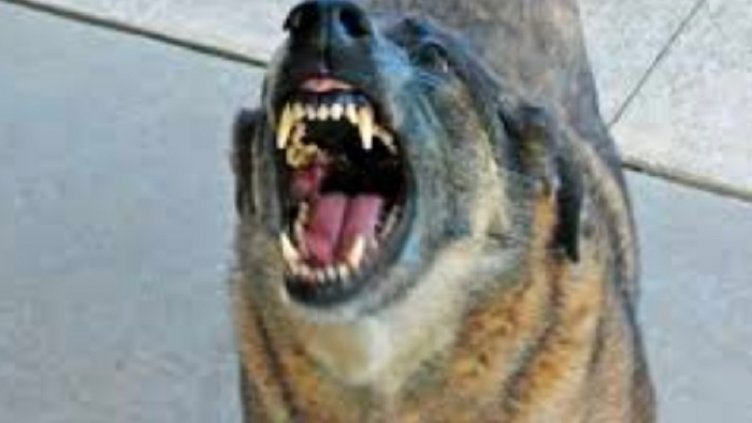 Кучета, оставени без надзор, умъртвиха 39-годишна жена