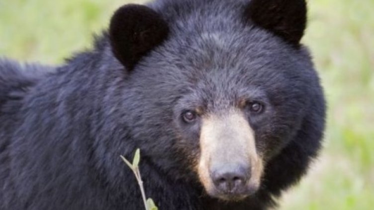 Мечка уби служителка в сафари парк