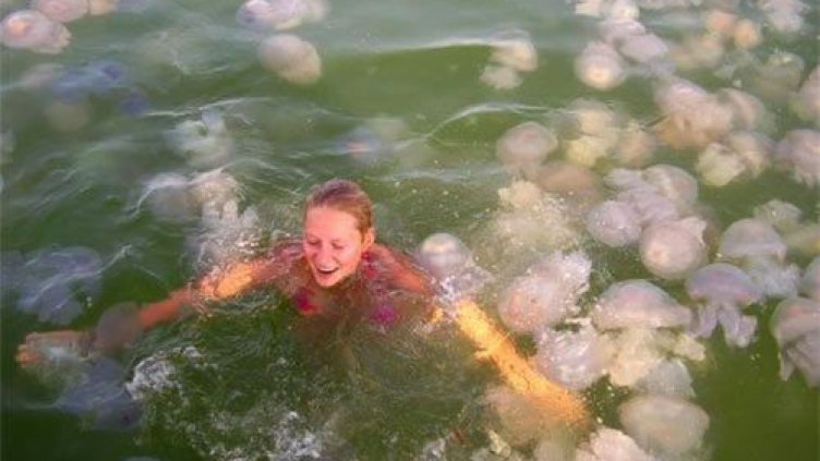 Нашествие на медузи наблюдаваме по южното ни Черноморие