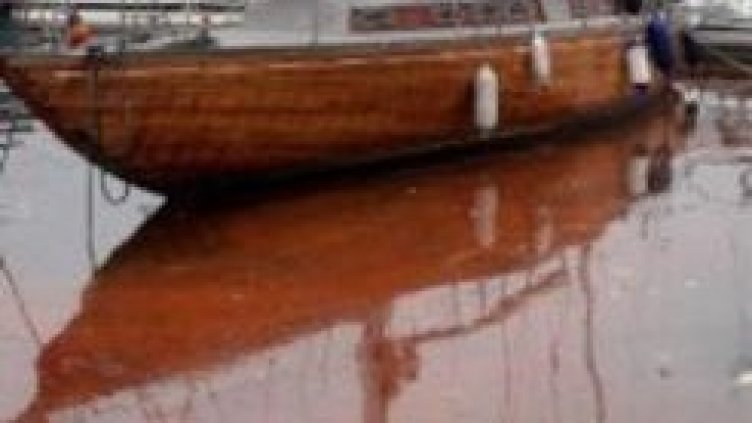 Морската вода се оцвети в червено