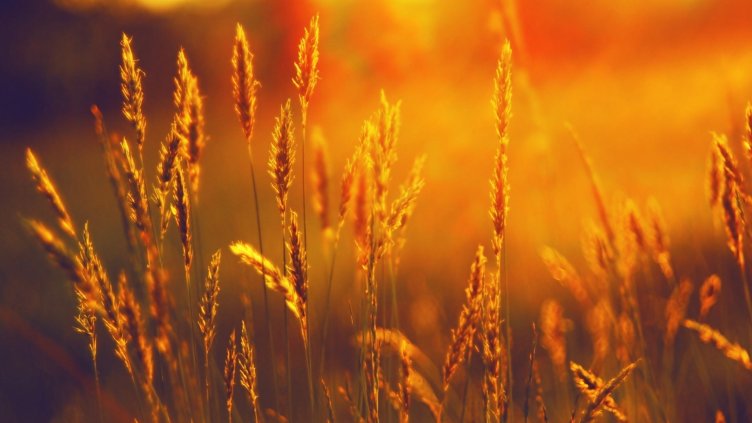 Изнесохме с 15,3% повече пшеница от порт Варна през тази година