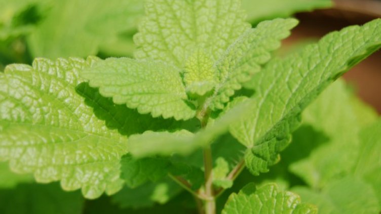 Уж за тонус: Младежи се опияниха с тинктура от маточина