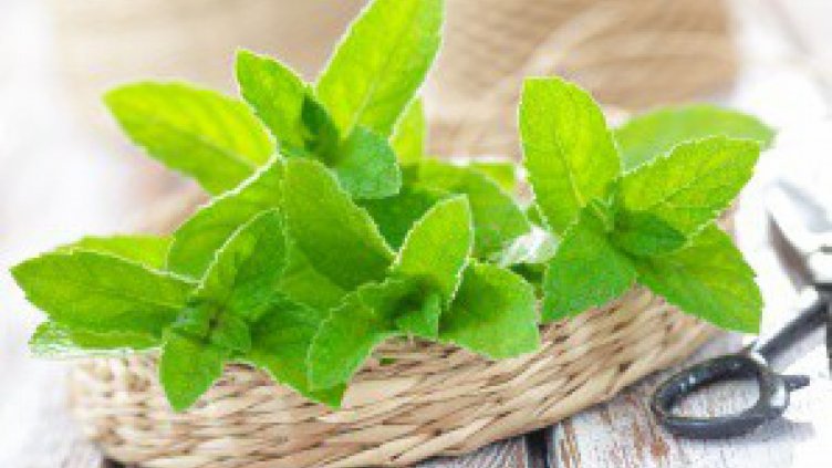 Индийски учени съставиха генетична карта на „кралицата на билките”