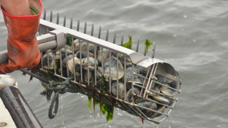 От Брюксел може да въведат квоти за сафрида и акулата