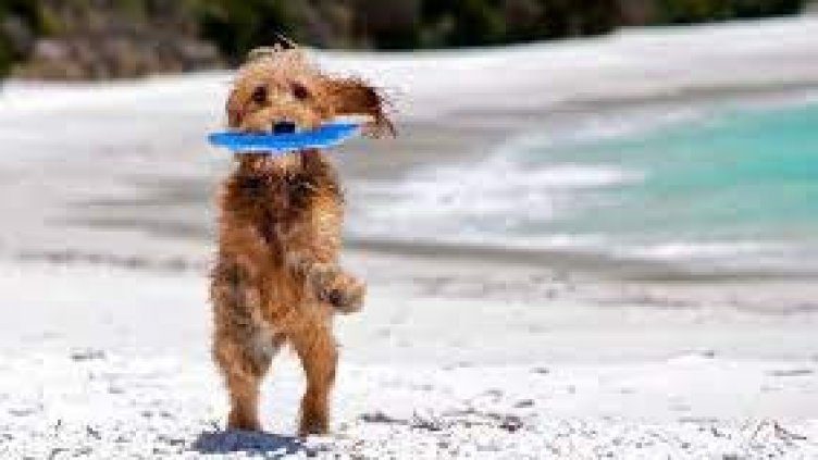 Община Варна напомня: Забранено е да водите кучето на плажа