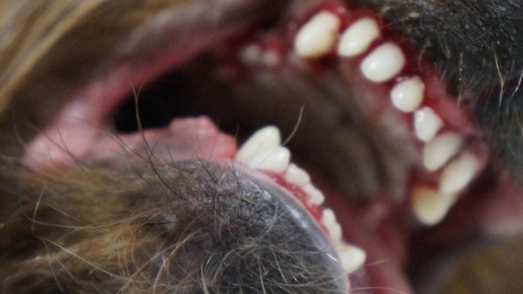 Бездомно куче разкъса крака на жена във Варна