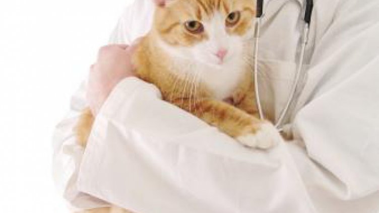 Чума мори котките във Варна