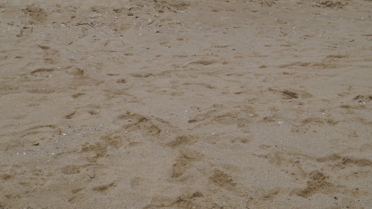 Кампанията "Чистата Коледа" с акция за плажовете