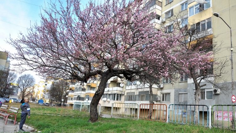 Снимка Пламен Гутинов