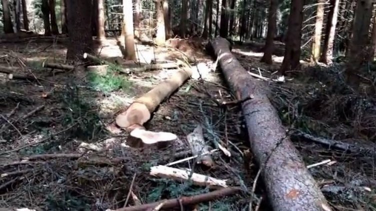 Горските конфискуваха 117 кубика незаконна дървесина за половин година във Варна, Добрич, Търговище и Шумен 