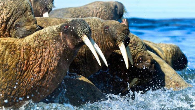 Огромен брой моржове се скупчиха на плаж в Аляска