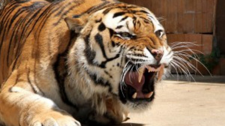 Тигърчето Цезар пристигна във варненския зоопарк