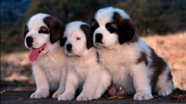 Мъж изхвърли малки кученца, накараха го да ги прибере