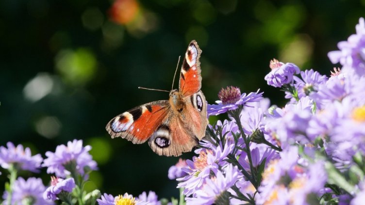 Снимка: pixabay