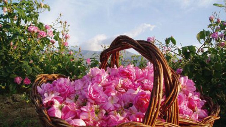 Австрийци идват на културни турове