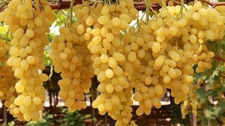 Ще има хубаво вино! Реколтата от грозде била добра  