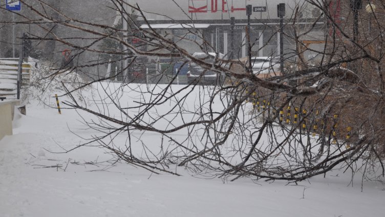 Снимки: Пламен Гутинов
