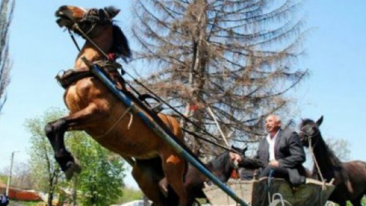 Подплашен кон помете 3 деца