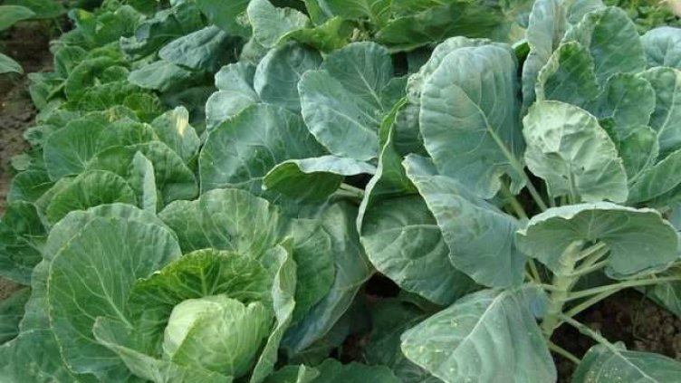 Зелето започна да поевтинява, – 12 % за седмица