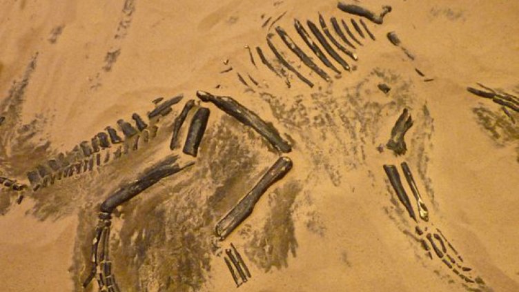 Динозаврите от Трън са били дребни, живеели на остров