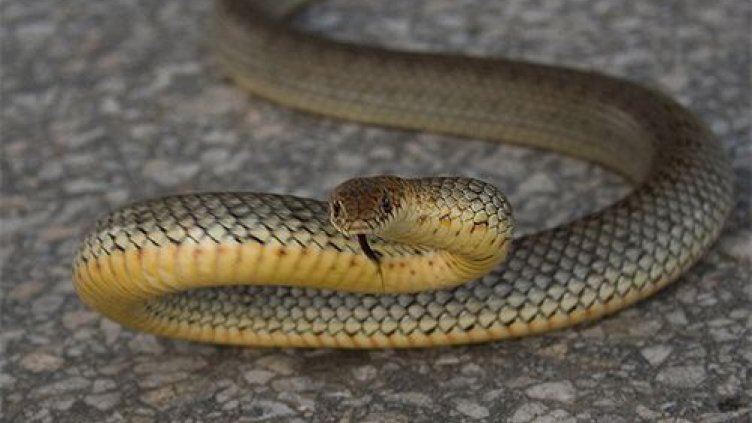 Змии налазиха КАТ-Смолян