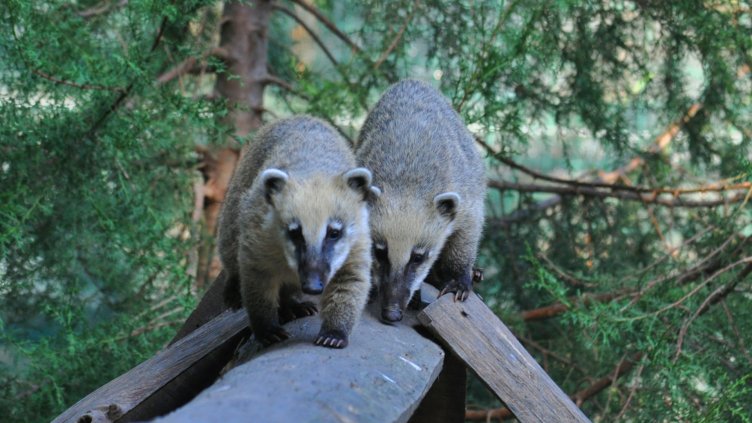 Бебета носати мечета радват гостите на варненския зоопарк (СНИМКИ)