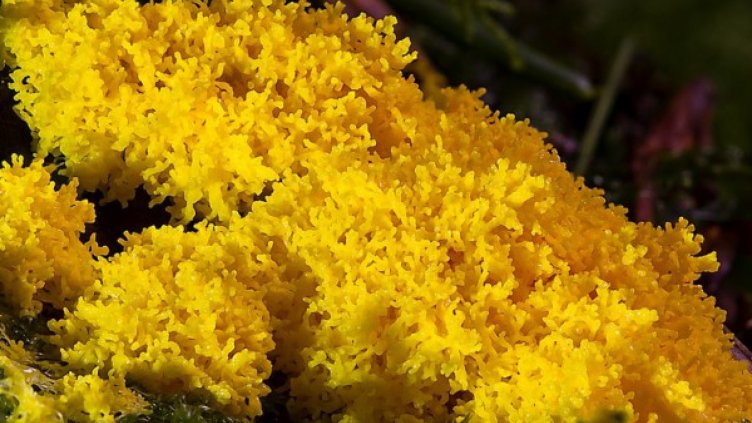 Същество със 720 пола стана сензация в Париж