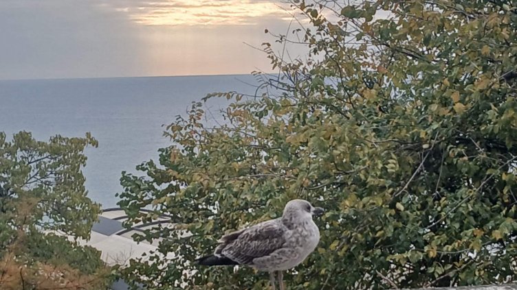 Времето във Варна на 7 януари 2025