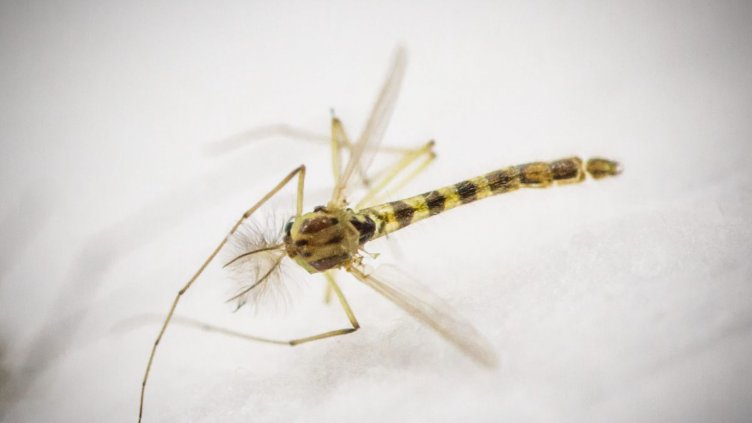 Тигровият комар напада през деня