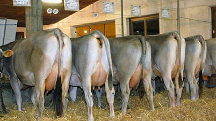 Над 11,7 млн. лева по 4 схеми ще получи сектор „Животновъдство“ 