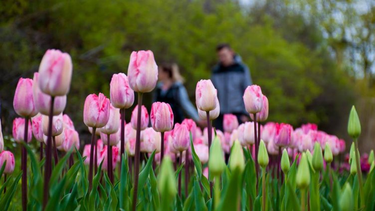 Тази вечер настъпва Първа пролет
