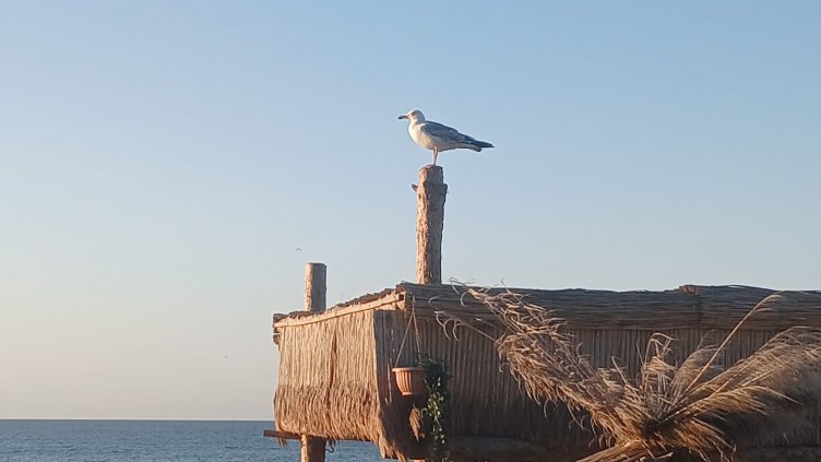 Синоптиците предупреждават за високи температури утре