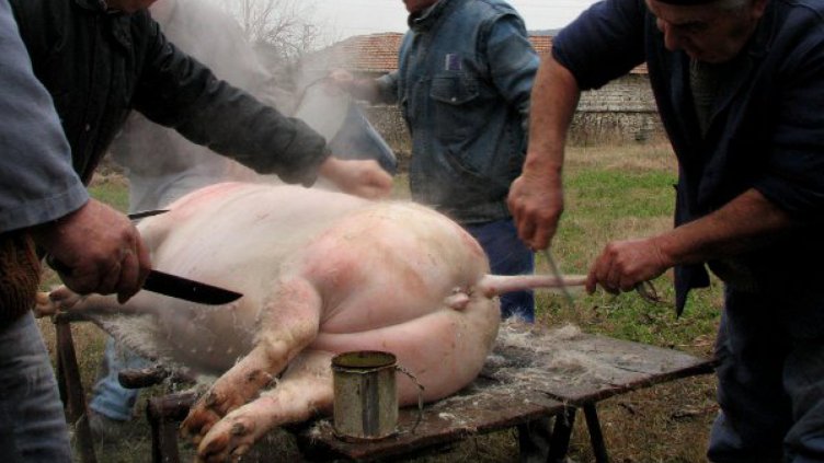 По традиция за Коледа българинът коли прасе. Какви опасности ни дебнат?